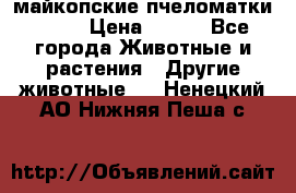  майкопские пчеломатки F-1  › Цена ­ 800 - Все города Животные и растения » Другие животные   . Ненецкий АО,Нижняя Пеша с.